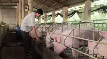 養殖場臭味難治理？潔匠凈化幫您輕松解決！.jpg